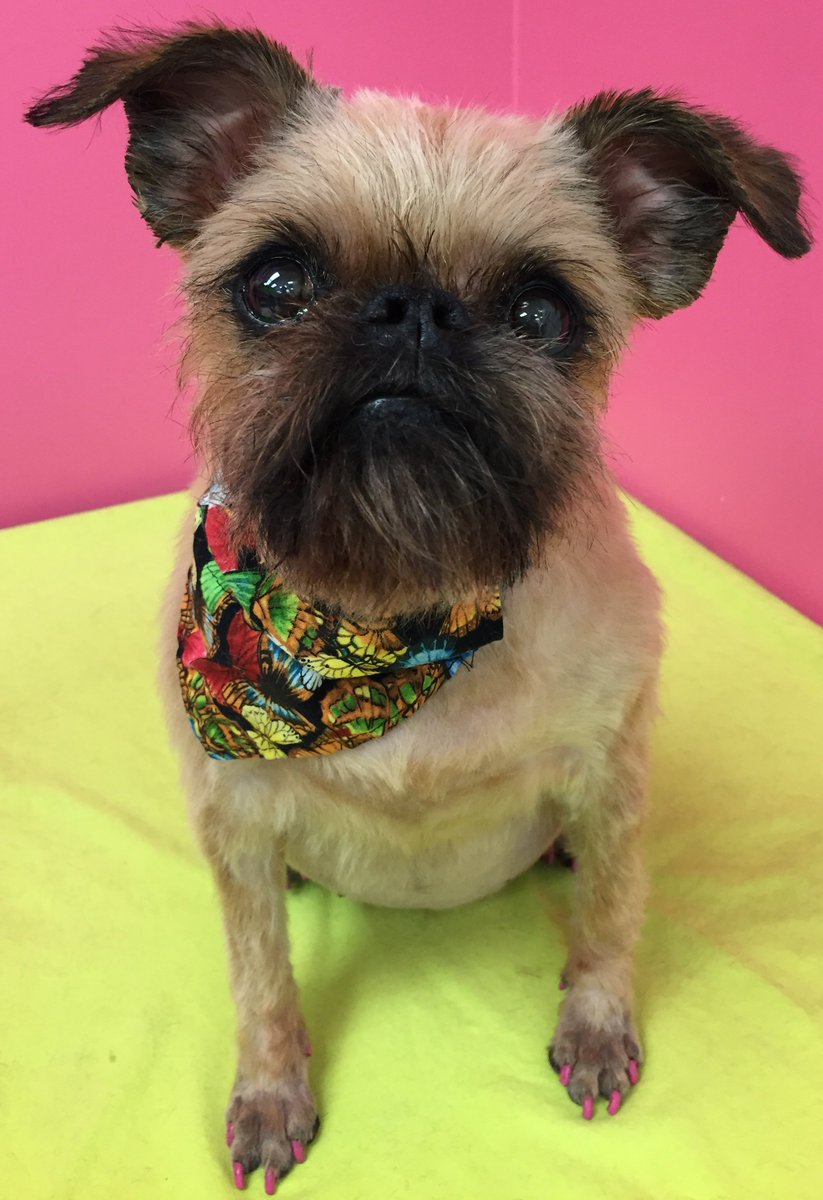 Me_n_Moms_'s tweet photo. Saturday sass from our favorite little mascot โค๏ธLoisโค๏ธ She got her new short senior do! #grooming #senior #groomingpets #pets #groomingdogs #doggyshopgrooming #Brussels #prettyladydog #prettylady #saturday #sass https://t.co/8PjUbcHnyW