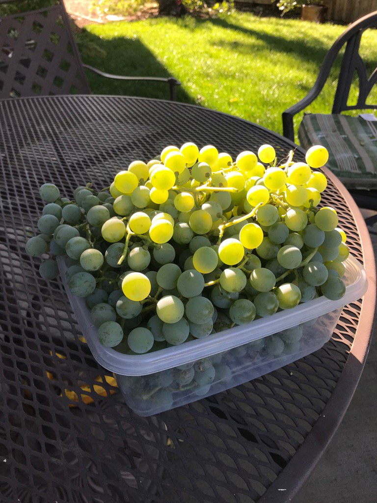 ScrivK's tweet photo. Grapes right from the vine! I’m doing some kitchen magic this morning! #eatyouryard #writersgrowingthings https://t.co/dICykTJecr