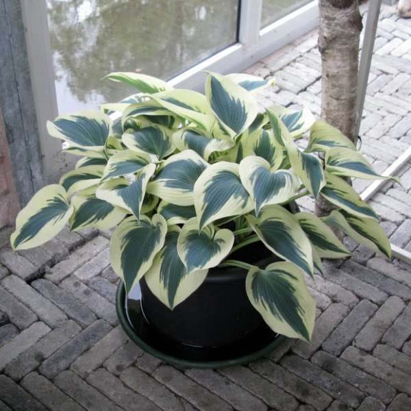 HostasDirect's tweet image. Ultramarine! Periwinkle! Blues! New plant!: Late Season 50% off SALE! - mailchi.mp/hostasdirect/u…