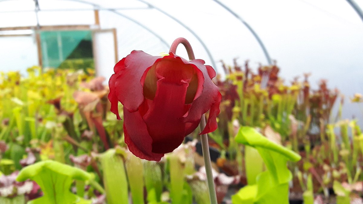 WWickedPlants's tweet photo. You can't beat a late flower . Sarracenia X Farnhamii !! Will it last till @HarrogateFlower ? @WWickedPlants @ScampstonHall #Hgate :) https://t.co/UOX4Z9zsuN