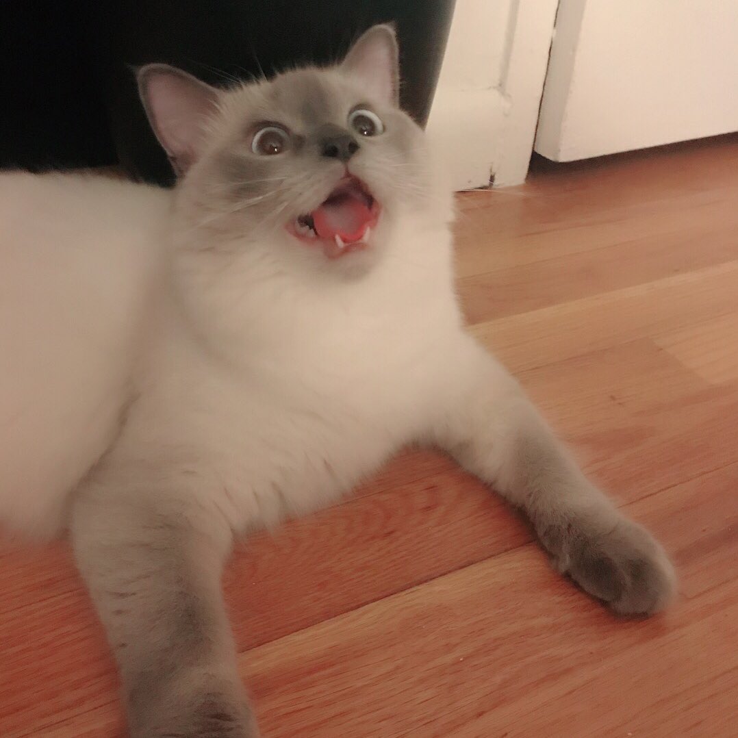 oyasumimi's tweet photo. :)   →   :D
#caturday https://t.co/QxjDDaATuK