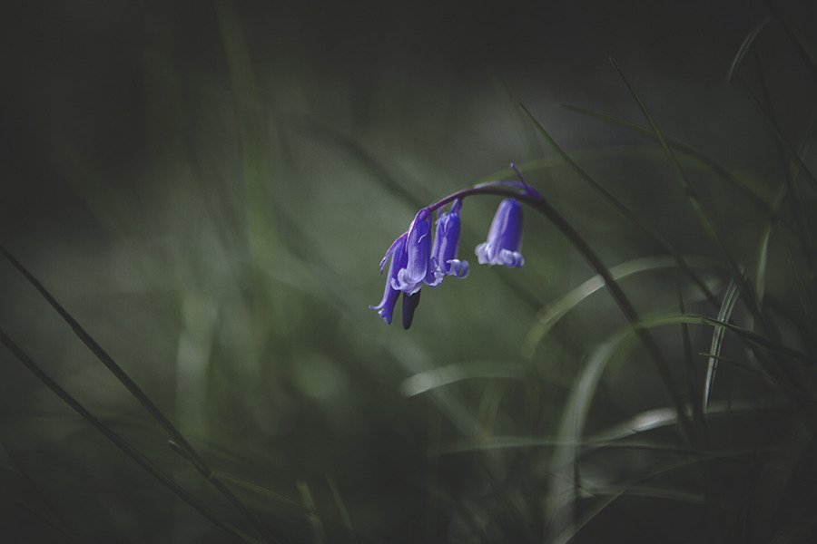 madrugada_m's tweet image. Man überlebt nicht alles,
was man überlebt.

- Ilse Aichinger -