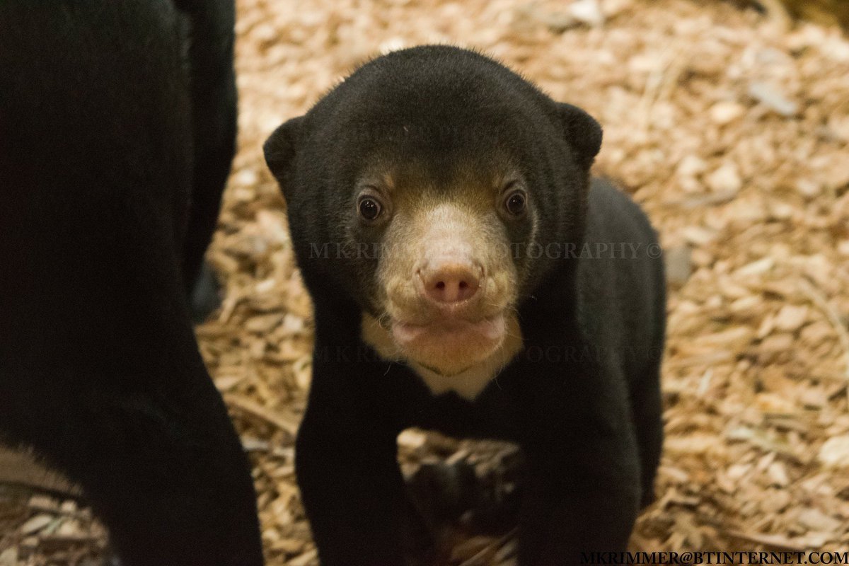 So <a href="/chesterzoo/">Chester Zoo</a>’s little female Malayan Sun Bear cub is absolutely the cutest thing possible. Was so lucky to see her right up at the window this morning. <a href="/ChesterChron/">Chester Chronicles</a>