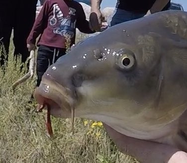 ChasingCarpTail's tweet photo. Flies #Carp didn’t want yesterday: Rags to Riches, Ankle Biter, #CarpConch, #BackStabber, Big Ole Egg, and an Algae Fly...F**k!! I finally tied on a #TrouserWorm and the Carp Gods rewarded perseverance. #CarpOnTheFly #FlyFishingforCarp. @spenceronthefly @ajsutts @Carpstalker https://t.co/DKuD88vKIE