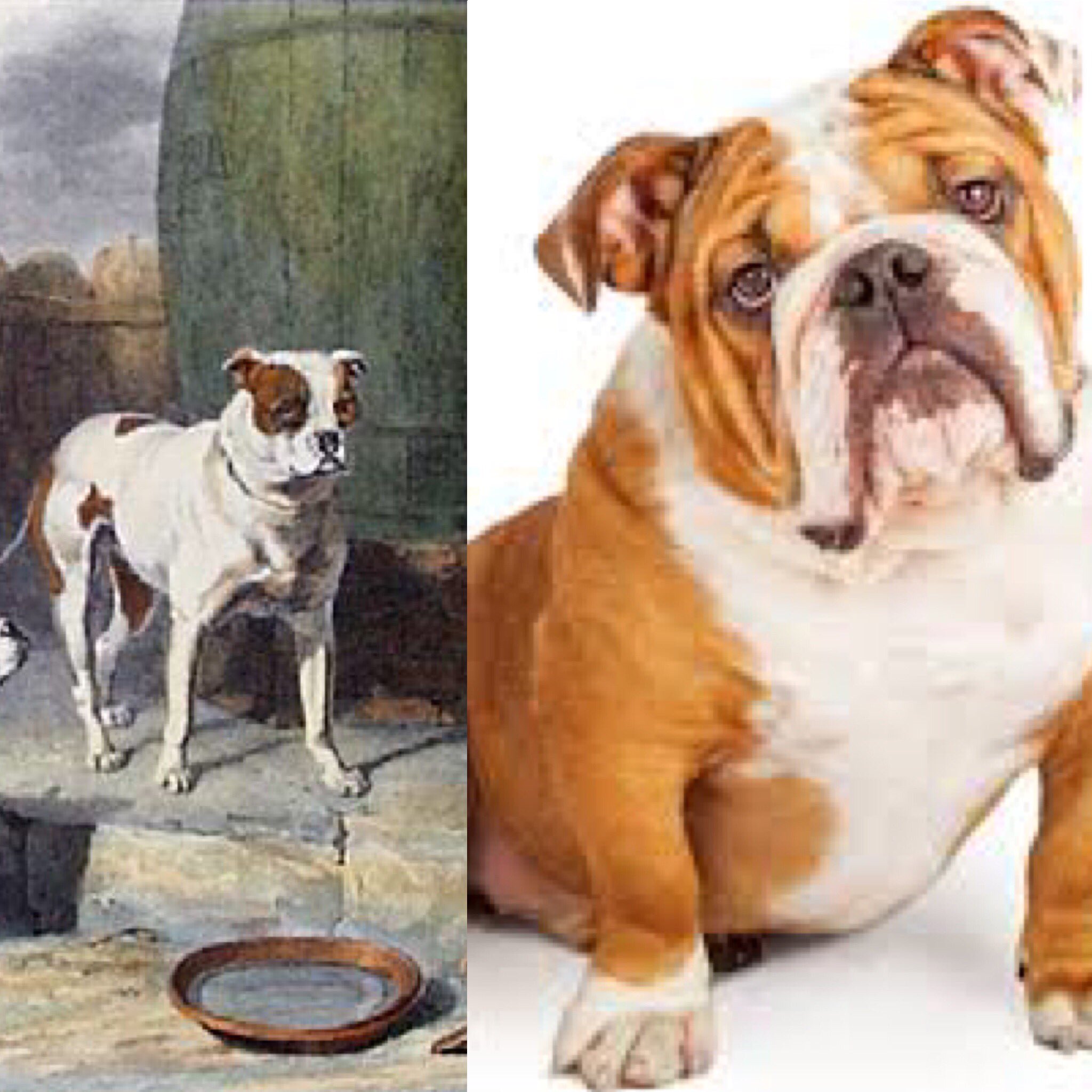 english bulldog 1800s