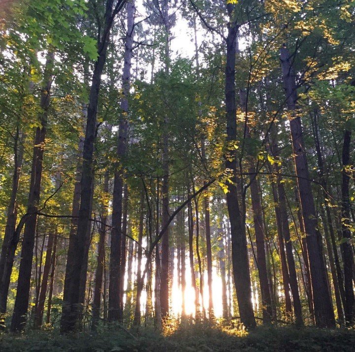 ohiodnr's tweet photo. Looking for weekend plans? Visiting one of our 21 state forests is a great way to relax and spend quality time outdoors with friends and family this weekend! https://t.co/GghPcSMA40 #ExploreOhio #Nature #MohicanStateForest #OhioTrees #OhioForestry #Forestry https://t.co/JltqwqqiMn