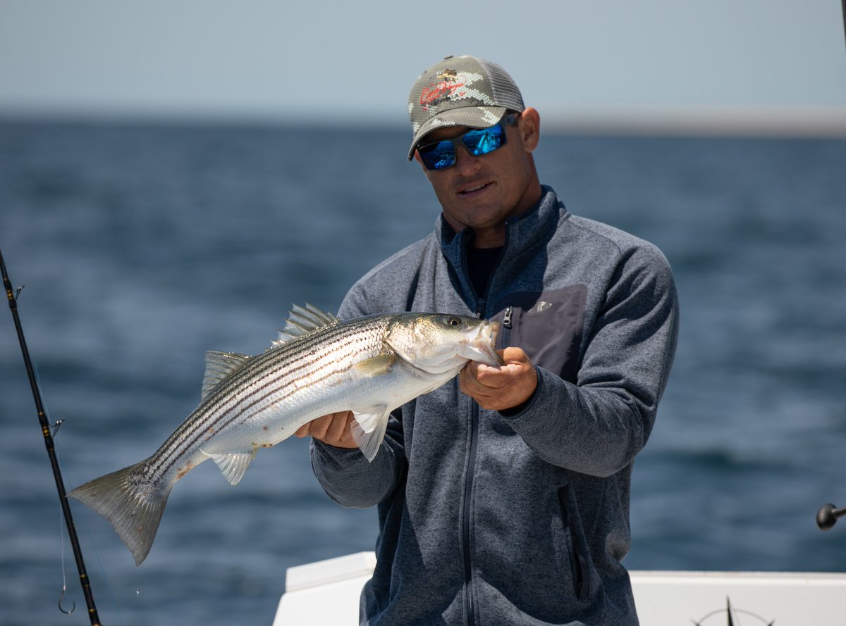 Local_KnowTV's tweet photo. Big, Aggressive and Great Table Fare. The striped bass is the iconic, every man's fish in the northeast. Striped bass can be caught several different ways, from bottom fishing, on artificial, rip fishing and more! #LocalKnowledgeTV #DisocveryChannel https://t.co/ovYRa30JTc