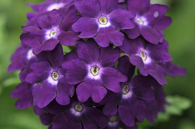 GCNFVentures's tweet photo. Give your #garden a royal flair with one of these purple #plants.  https://t.co/x6UA8cb605  EXIT Southern Realty, (601) 909-6940 https://t.co/iFdGnQOBmt