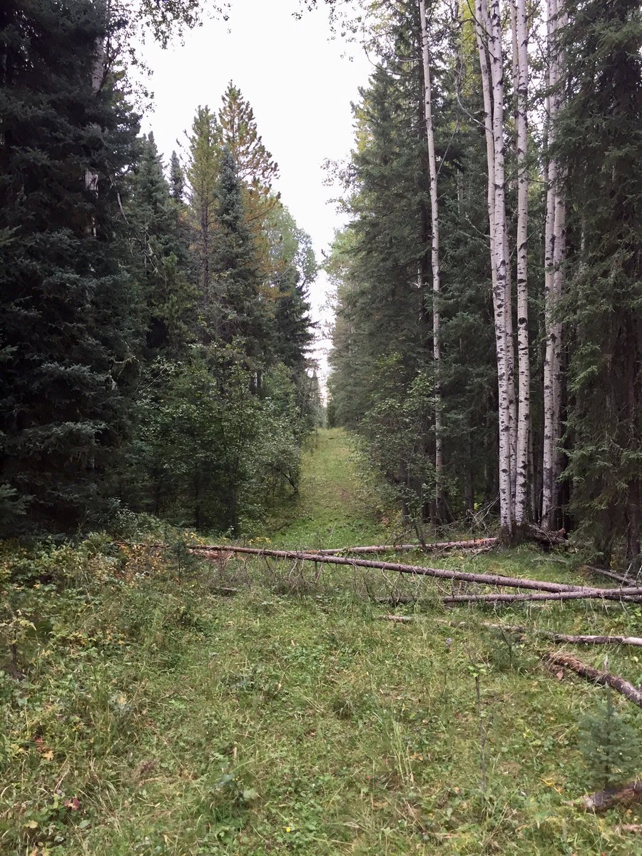 bushcamp2's tweet photo. Heading back to camp.  What an experience talking to that bull elk. Only heard those bugles &amp; deep guttural noises on nature shows.  I’ll be back tonight to give it another go.  This time from a tree stand. https://t.co/zntzBe3IaW