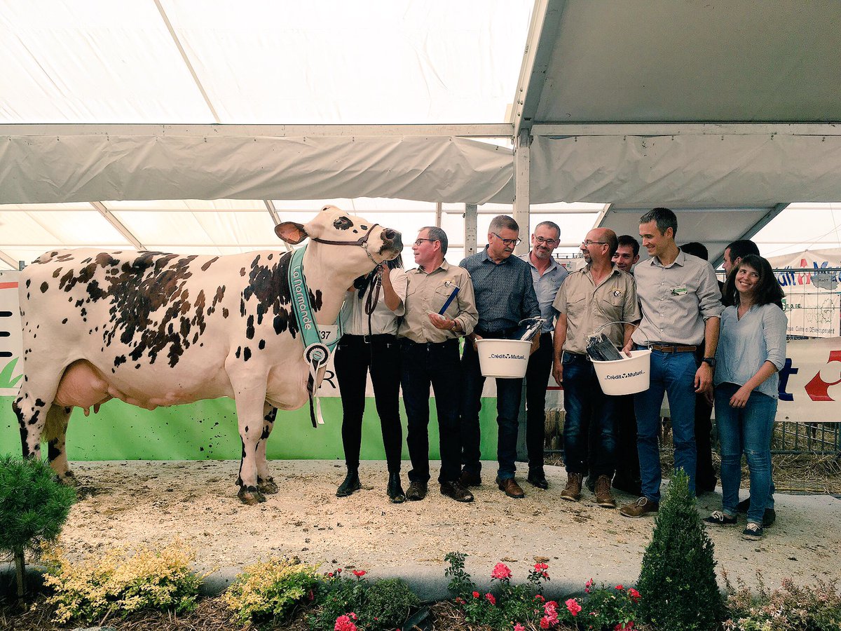 FElevage's tweet photo. [#normande] First Lady sacrée grande championne de l'inter régional normand ! Une vache du Gaec Piou Toublanc du 49 @OSNORMANDE @FElevage https://t.co/gMqWJl2tKK