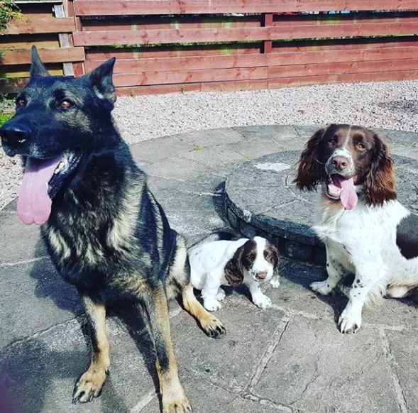PSOSDogs's tweet image. TPD Kes's brother is settling in well with his new family #PDBuck &amp;amp; #PDMac. The new recruit will be named by the kids at Dumfries &amp;amp; Galloway Royal Infirmary Children's Unit.  #PuppyMcPupface 😍  #NewRecruit #TraineeTartanDog #SpringerPup🐾🐶