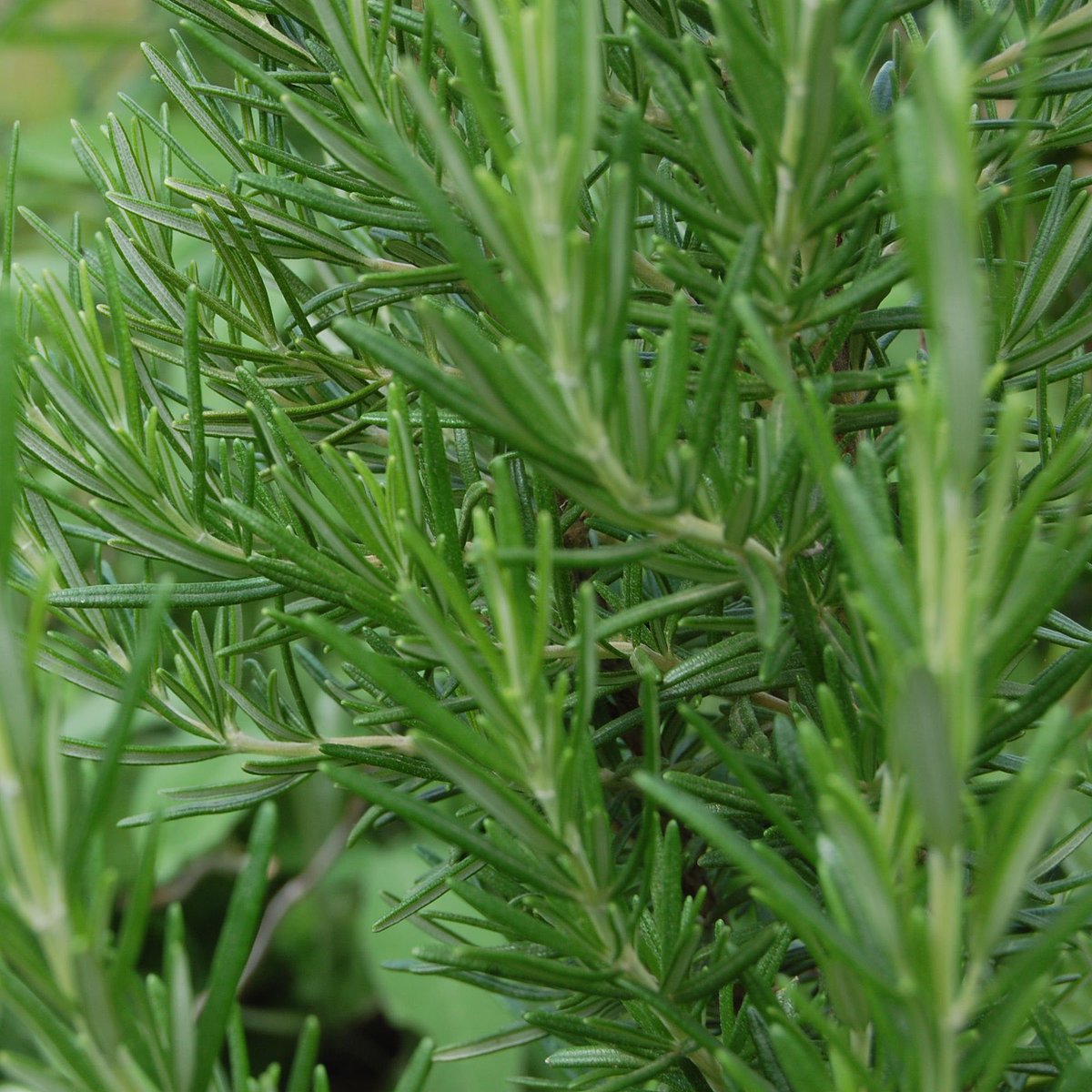 Humus_CLT's tweet photo. In questa stagione #HumusCLT puรฒ essere un ottimo prodotto per sostenere la produzione delle piante #aromatiche giร a dimora o per la preparazione di nuovi vasi. Miscela negli strati superficiali del substrato 300g/pianta per rivitalizzare e dare nutrienti in forma bilanciata https://t.co/uEukUWC45r