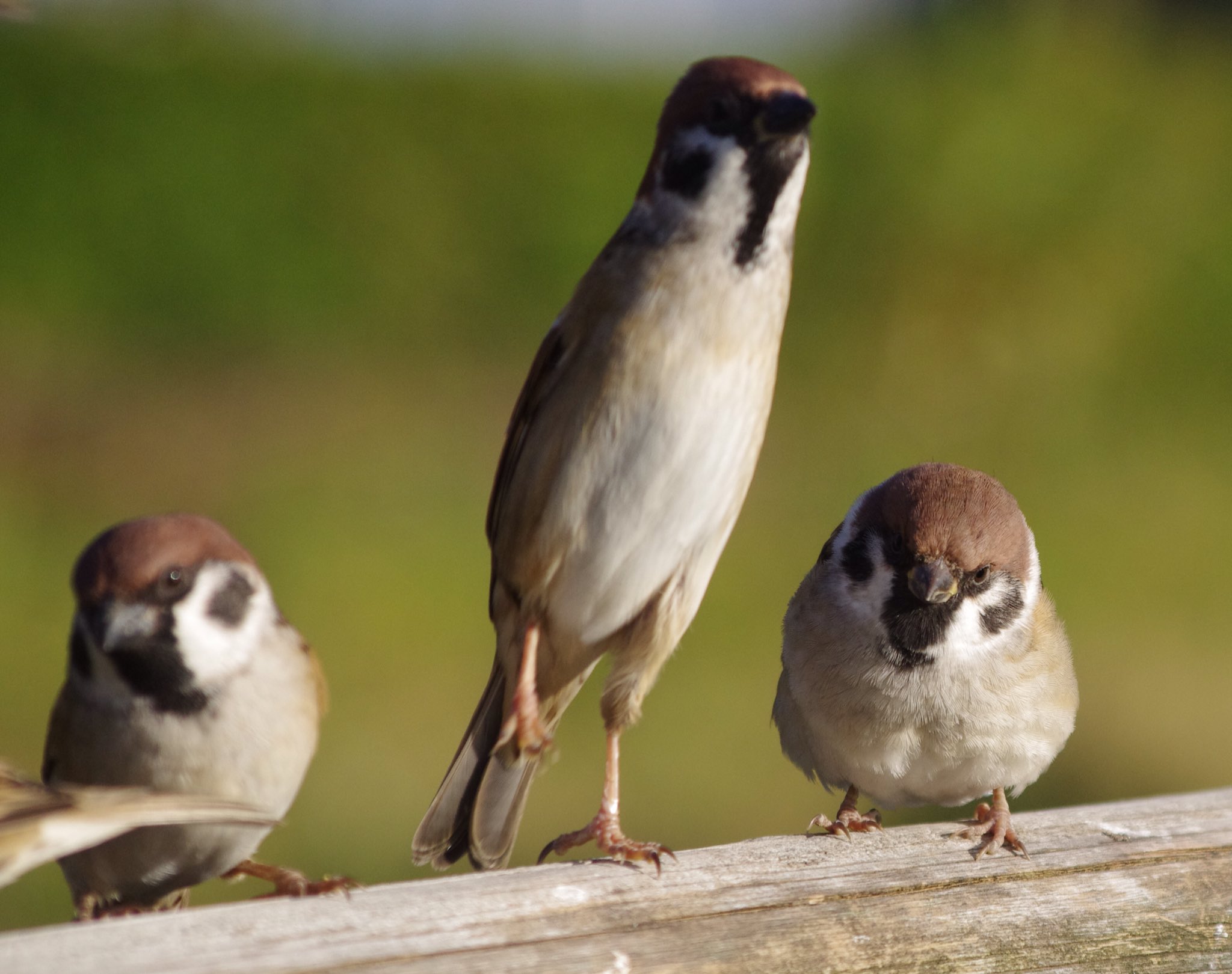 中野さとる 長いスズメ 丸いスズメ スズメもいろいろあるけれど 雀 スズメ すずめ Sparrow 小鳥