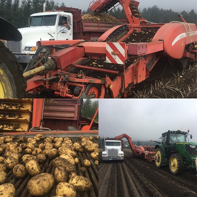 Heppell's Potato tweet media