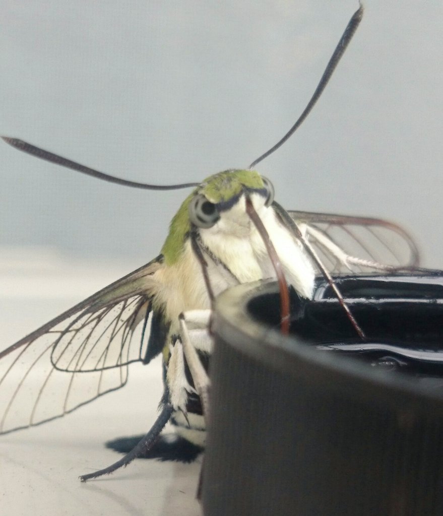 カマキリ U オオスカシバを飼育なさってるのですか スゲー カマキリ U オオスカシバを飼育なさってるのですか スゲー
