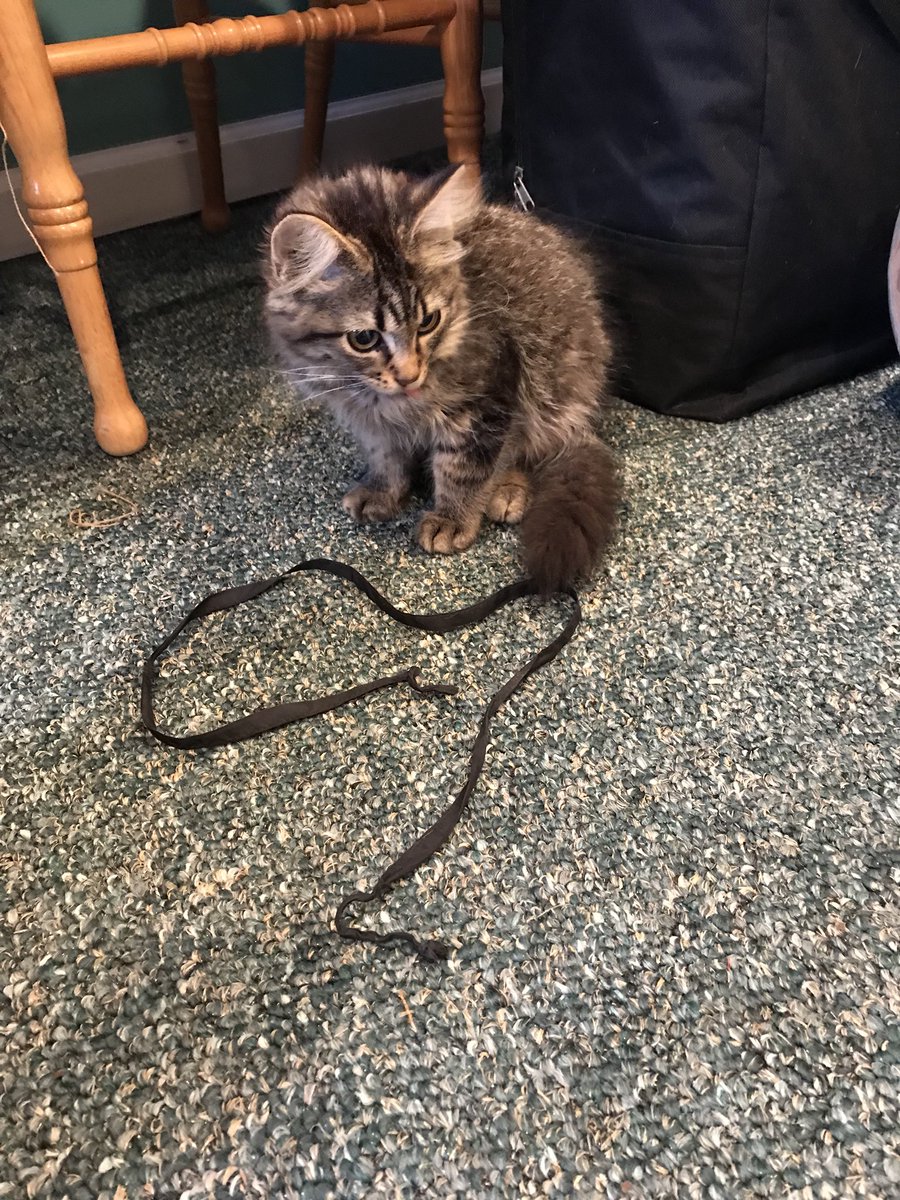 randostrophy's tweet photo. My mom, @CatThompson12 and I heard a 6 kittens had been dumped, so we took them in. It’s day 3. Most are still skittish. Only 1 still won’t come out. https://t.co/g4WfMs8Yfn