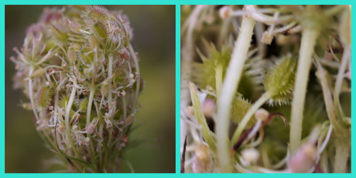 Roger_TL45Y's tweet photo. @BSBIbotany In @wildlifebcn West Pit. Here's Wild Carrot Daucus carota carota: #Stace3 umbels v contracted & concave in fruit; sparsely hispid to subglabrous rays. But can anyone please do the same for D. carota gummifera, Sea Carrot? Umbels not contracted; hispid rays. π€ https://t.co/1t2PW94gDJ