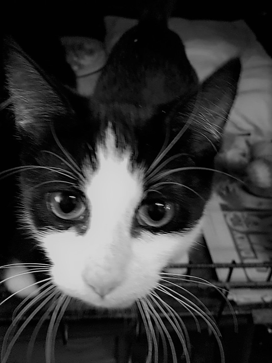 BooteHomeforCat's tweet photo. These two babies Pear Blossom and Burleigh are looking for their purrrfect home, together or alone. Get in touch if you can offer them security and love for the rest of their lives. #catsoftwitter #happycaturday #meowlicious #rescuecats #adoptdontshop https://t.co/SBoGeWiAfu