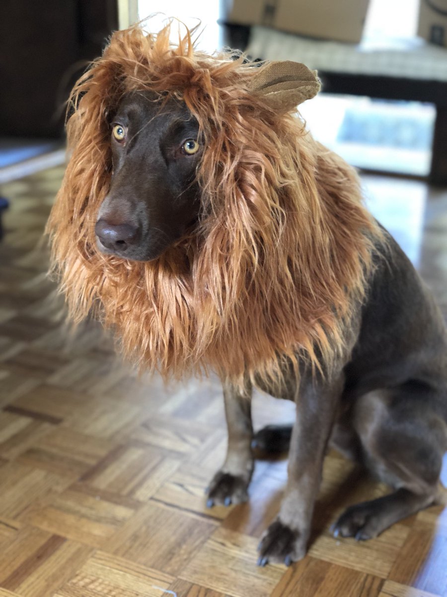 clickbyclick's tweet photo. Oooh how I love Amazon! #doglion #liondog #dotcallpeta https://t.co/wybNdmmkA8
