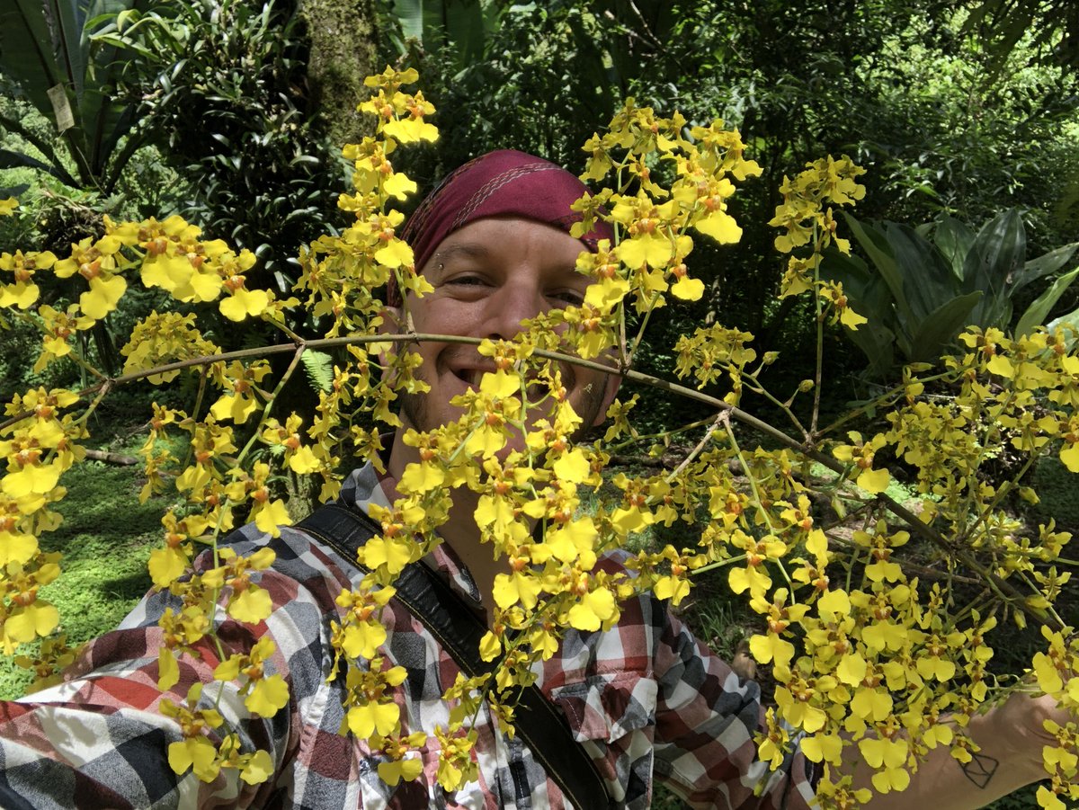 challenguate's tweet image. How many is too many? Hundreds of flowers on a single spike on this Oncidium fasciculatum! #orchids #orchidspecies #todayatwork #orchidaceae #oncidium #flowers #nature #botany #guatemala #orquideas