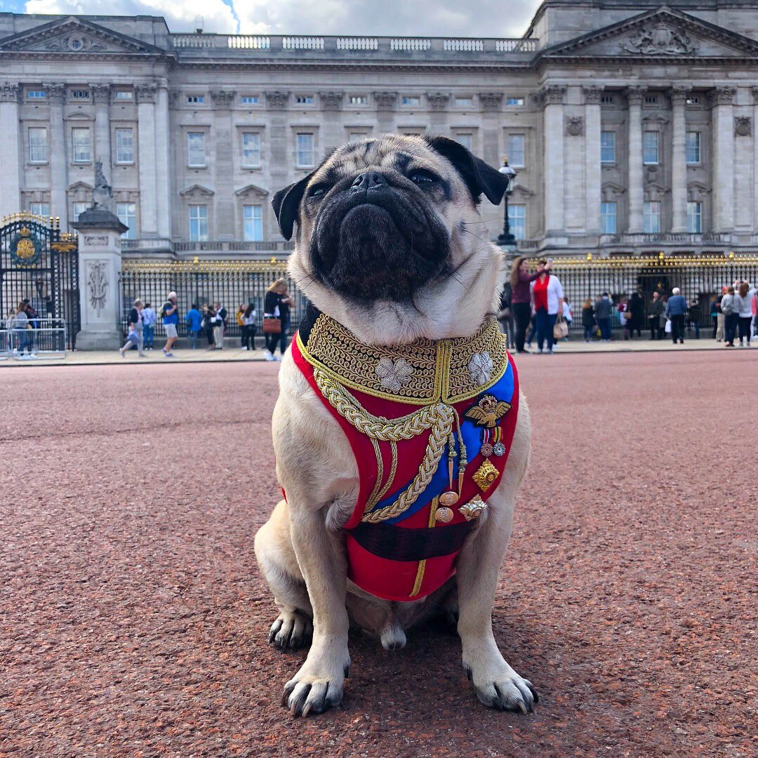 itsdougthepug's tweet photo. When someone says u aren’t royalty https://t.co/EUAmIONvBN