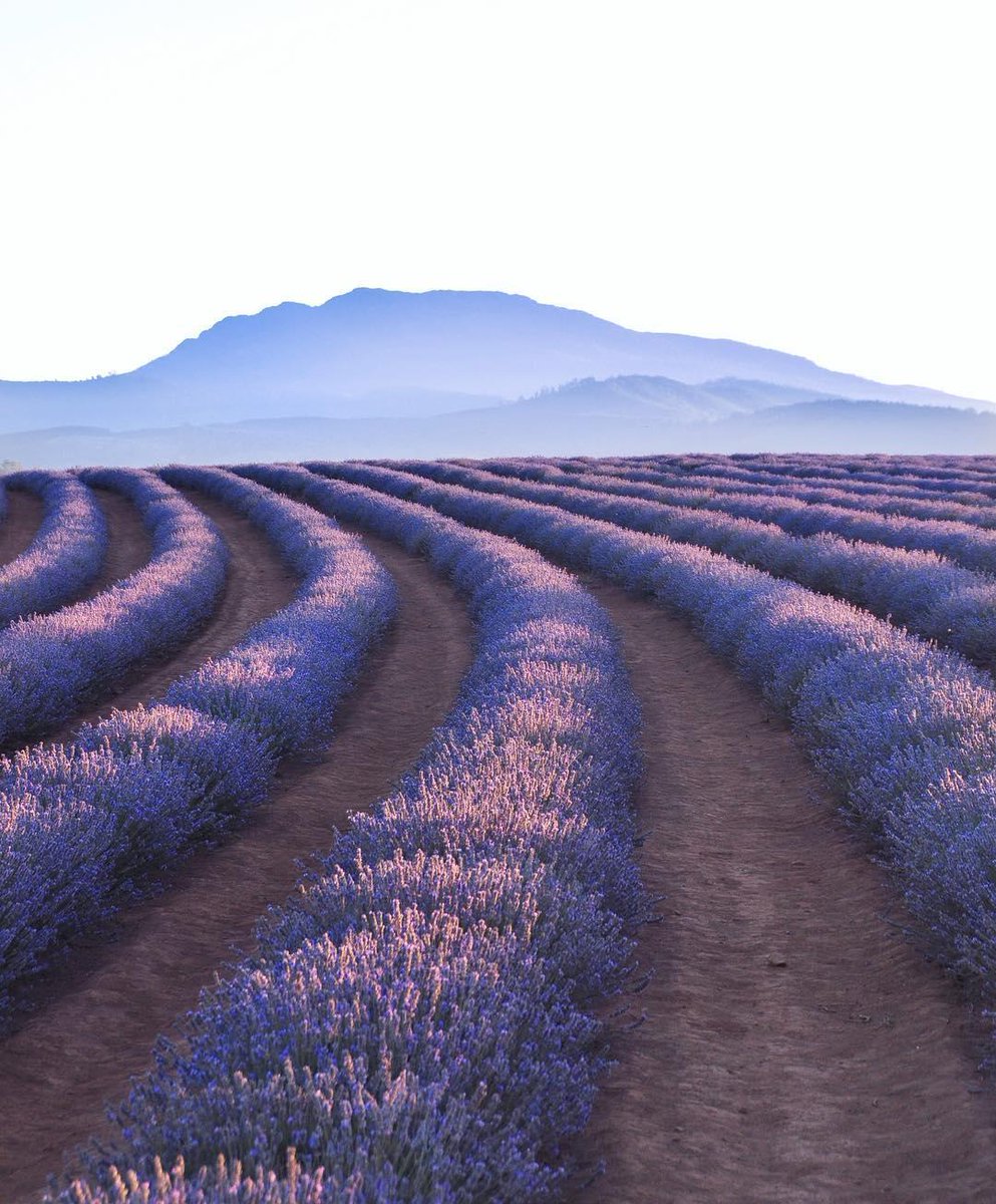 Australia's tweet photo. Did you know there's 200 kilometres of lavender-filled scenery like this in @tasmania? 💜 #UnDiscoverAustralia

(Photo: @Bridestowestate) https://t.co/dgikuBBqDP https://t.co/vPtbIHZ2Qh