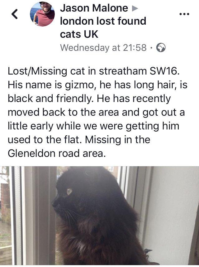 reggiemollieros's tweet image. URGENT Gizmo Black fluffy long hair cat is STILL MISSING Gleneldon Road Streatham SW16 please share thank you. Only recently moved here and got out too soon. #LostCat #CatsOfTwitter
