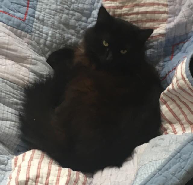 reggiemollieros's tweet image. URGENT Gizmo Black fluffy long hair cat is STILL MISSING Gleneldon Road Streatham SW16 please share thank you. Only recently moved here and got out too soon. #LostCat #CatsOfTwitter