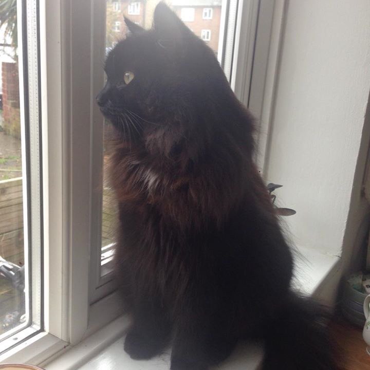reggiemollieros's tweet image. URGENT Gizmo Black fluffy long hair cat is STILL MISSING Gleneldon Road Streatham SW16 please share thank you. Only recently moved here and got out too soon. #LostCat #CatsOfTwitter