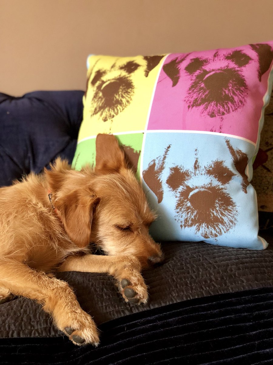 ScruffyLittleTerrier | Gifts for Dog Lovers tweet media