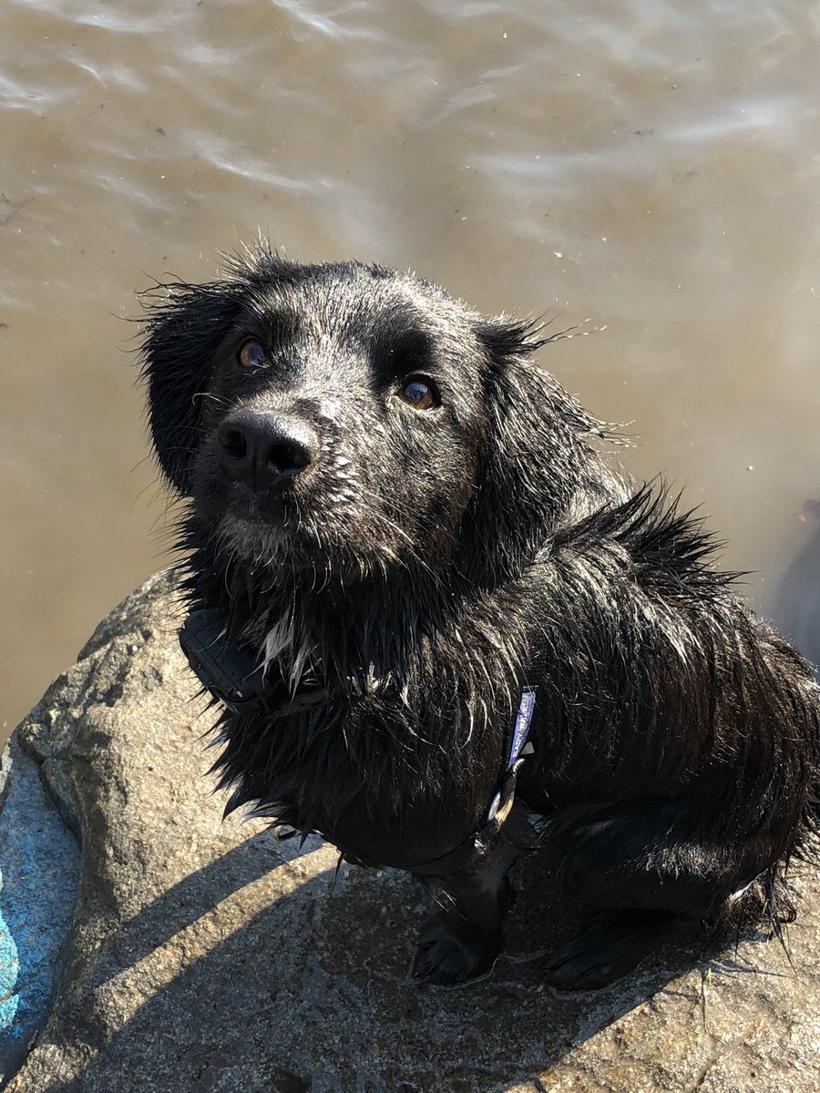 Helen R On Twitter Someone Please Tell The Redditors That She Is A Beautiful Otter Panther Dog Who Is We Think Half Border Collie And Half Flat Coated Retriever And She S 1 5 Years Old And