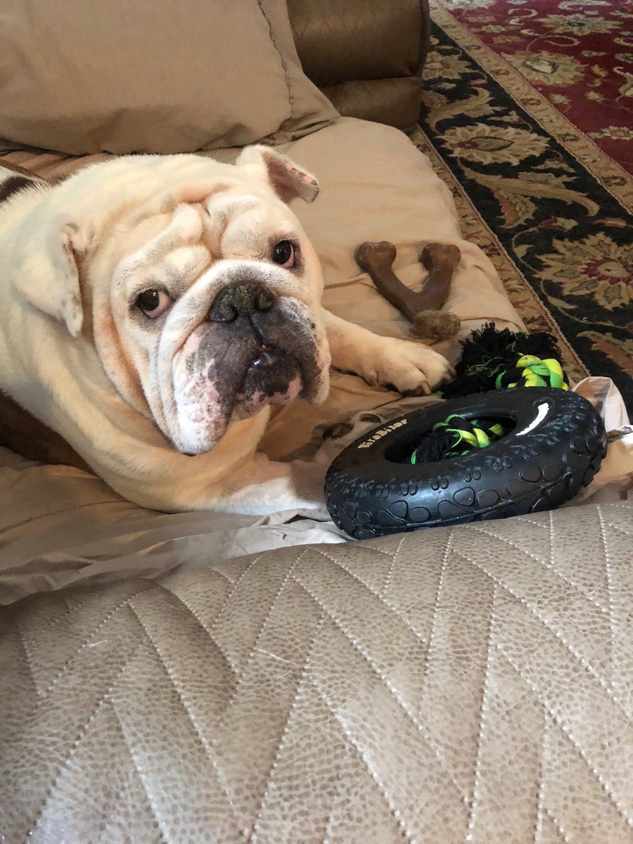 BulldogJethro's tweet photo. I got some cool toys in my forever home! 🐾👊🏻 https://t.co/zmuRyTDHlH