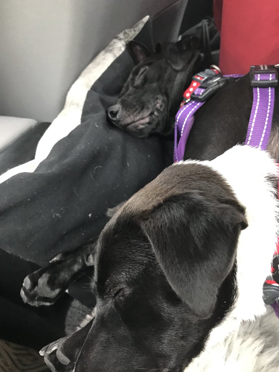 LaticLaydee's tweet photo. 2 pups, 6 hr car journey &amp; they slept all the way! 😳
Safe to say, after their holiday, they are knackered 🤣🤣 #patterjacks https://t.co/Sj10BNmAAK