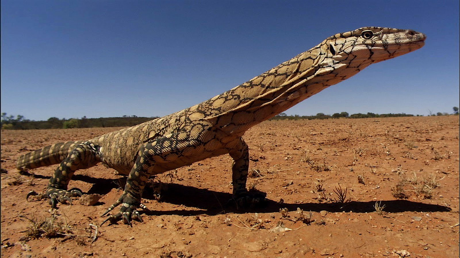 Twitter 上的Massimo："The perentie (Varanus giganteus) is the largest monitor  lizard or goanna native to Australia, and the fourth-largest living lizard  on earth. It can grow up to 2.5 m (8 ft