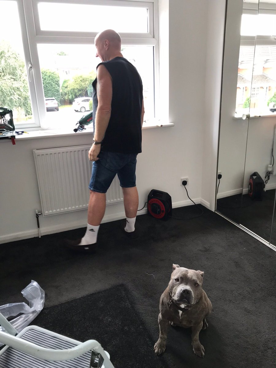 Jaspergratt's tweet photo. I successfully supawvised the farver installing new blinds this morning #foreman #littletotheleft #upabit #StaffieSaturday #DogsofTwittter https://t.co/lYBcxn3RhJ