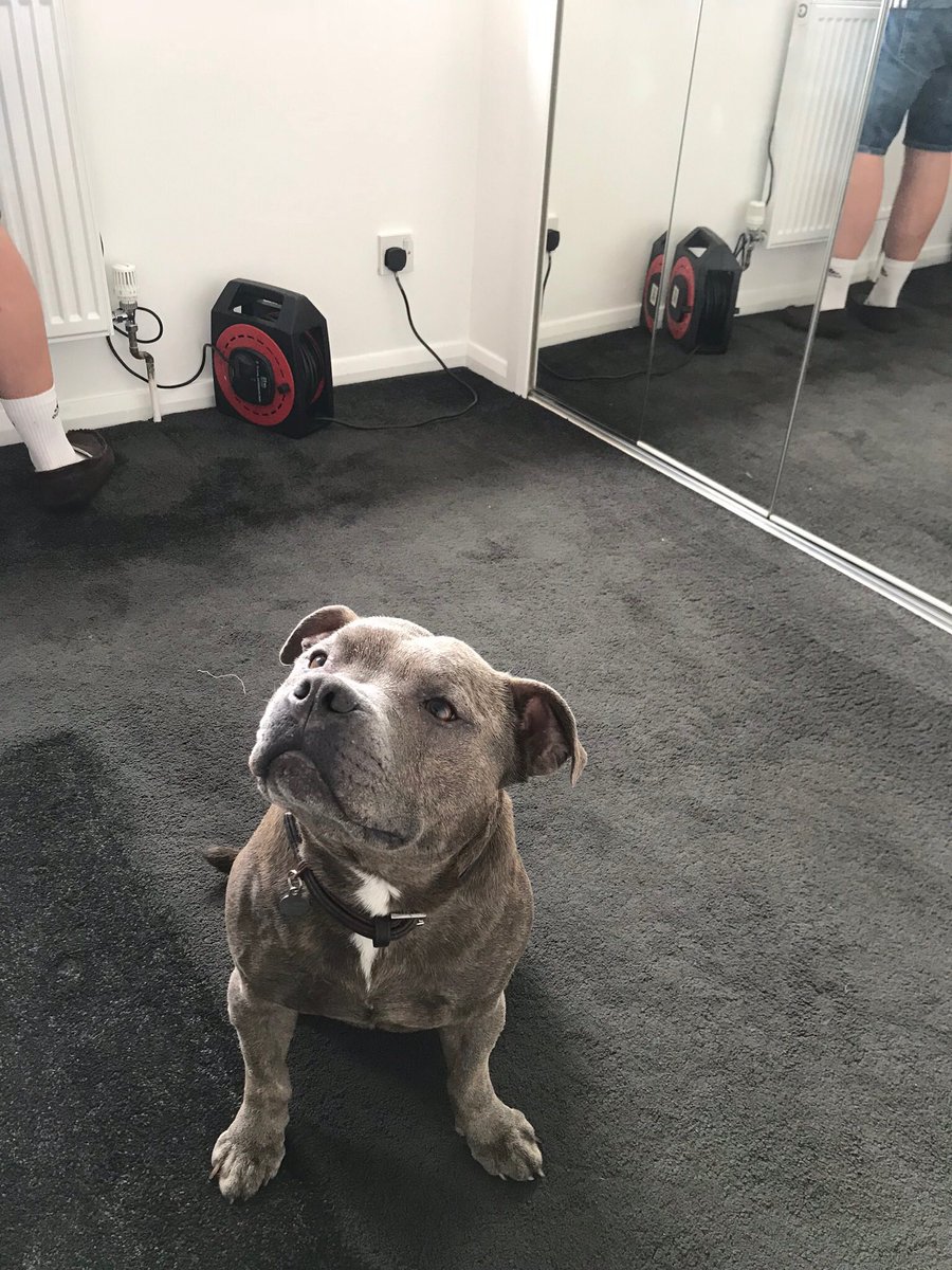 Jaspergratt's tweet photo. I successfully supawvised the farver installing new blinds this morning #foreman #littletotheleft #upabit #StaffieSaturday #DogsofTwittter https://t.co/lYBcxn3RhJ