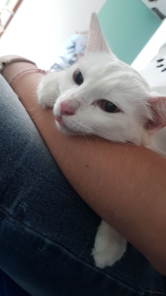 arwenartz's tweet image. gente, minha gatinha foi internada com suspeitas de hérnia diafragmatica, e nós não temos condições de pagar tudo. cada dia da internação aumenta R$200 e ela vai ficar por dois dias que da R$987. nós fizemos uma vakinha, quem puder ajudar por favor ajude, se não só o rt ajuda :(