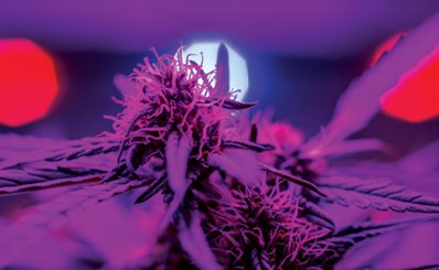 GreenhouseMag's tweet photo. Look on the bright side: Here's how to successfully plan the best lighting strategy for a cannabis grow. https://t.co/u2qz18hdyT https://t.co/9F0cJbVsts