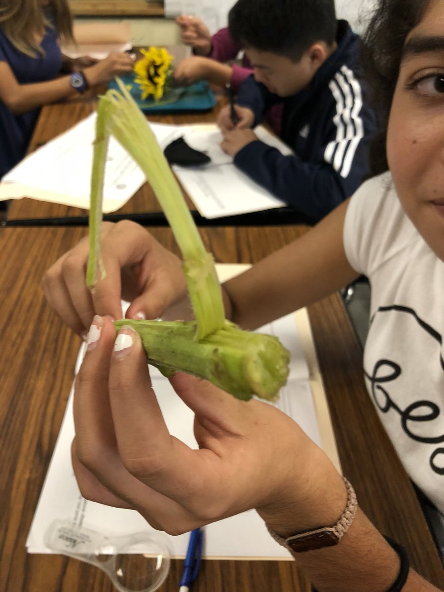 JarrattScience's tweet photo. Ss engaged in #biomimicry--a field of engineering and science that has brought us many improved and new designs based on inspiration from nature! https://t.co/VHXOvRoBdx