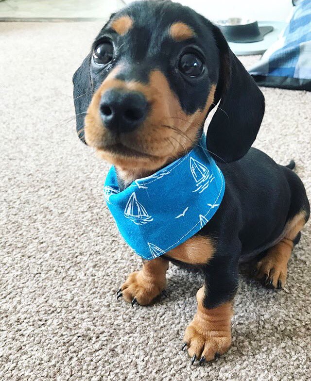 Can anyone handle the cuteness?! @bearspawdrobe make fab accessories for your four-legged friends! 🐶💕😉 Bluebirds Handmade Market, Nov 4th, Royal Assembly Rooms, Great Yarmouth #dogsofinstagram #accessoriesfordogs #petclothing #handmadefordogs