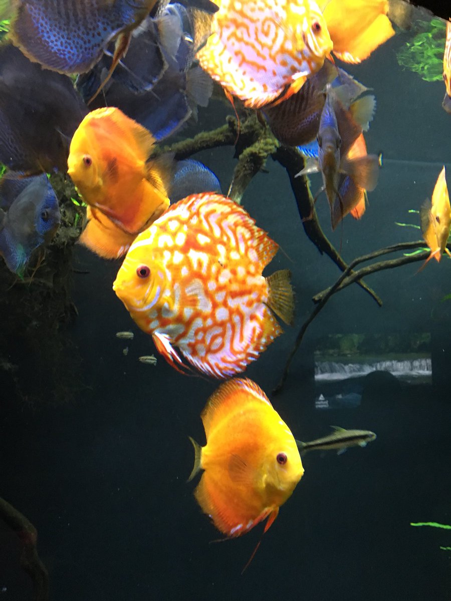 educatorwhoblog's tweet photo. We ❤️ Educator Day at the #GeorgiaAquarium #freeadmissions #educator #grateful https://t.co/2QQJE1bCR7