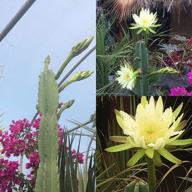 Exoticgardenco's tweet photo. Night blooming #cereuscacti. This one flowering this morning.🌵🌵🌵. #Aldeburgh, #Southwold, #WoodbridgeUK, #VisitSuffolk, #allaboutsuffolk, #Orford, #ipswaterfront. #Thorpeness. #DicoverSuffolk. #Simply_suffolk. #thesuffolkcoast. https://t.co/dOGkVjbTrP https://t.co/TTyYWSXZrV
