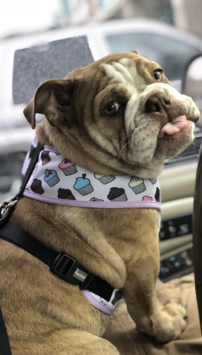 S/O to <a href="/FuzzYard/">FuzzYard</a> for making Crimson so stinkin’ cute.