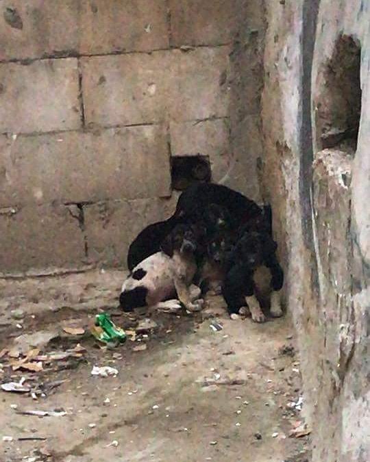 BİR DUVARIN DİBİNE SİNMİŞ KORKU DOLU BU MİNİK GÖZLERE SAHİP ÇIKACAK MELEKLER ARANIYOR.
MECİDİYEKÖY / İSTANBUL
İLETİŞİM:0533 464 15 92