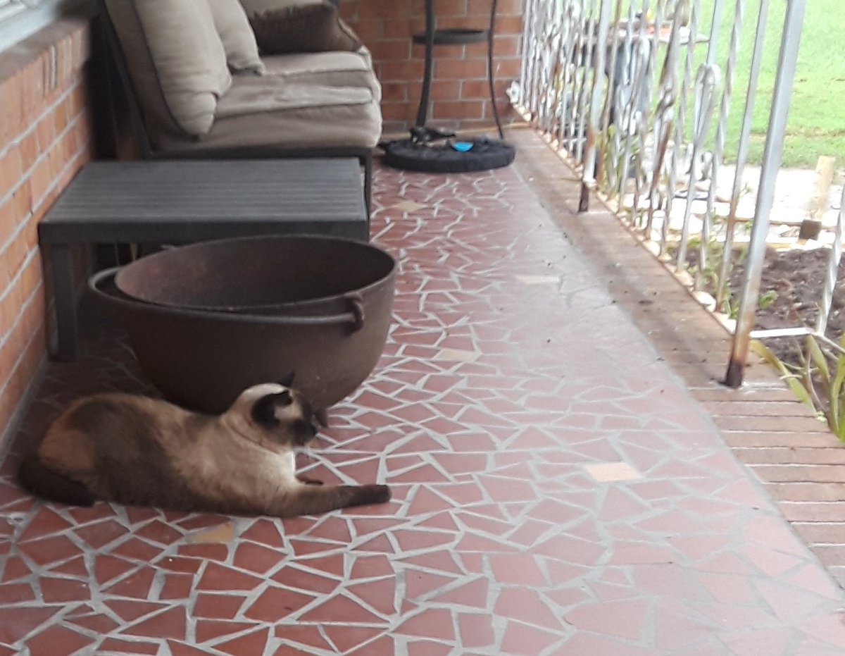 CreeperCastle's tweet photo. Frank says the new porch is better when it rains #EverydayisCaturday https://t.co/QX9gZUtcuT