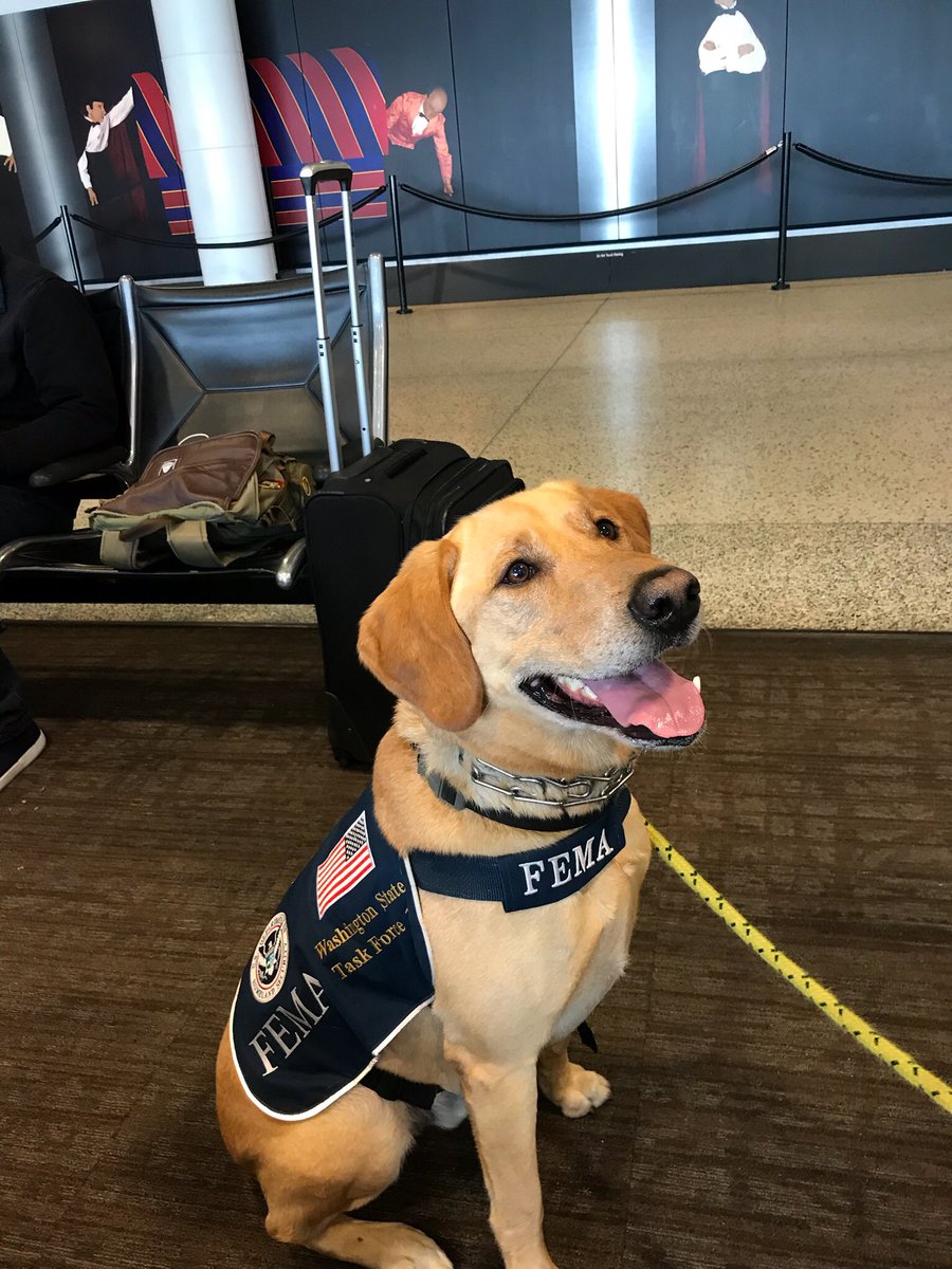 Murphy is ready to go! Two canine teams are part of the deployment with Wa-TF1. <a href="/CDAFD/">Coeur d'alene Fire</a>