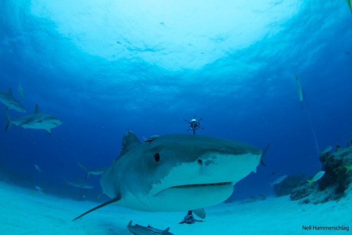 SharkWeek's tweet image. Tiger Beach is home to some of the biggest tiger sharks 🦈 in the world! Dive in and get to know these beautiful creatures in 360 VR at Discovery.com/UnderstandingS…
Brought to you by @RocketMortgage @QuickenLoans #ad