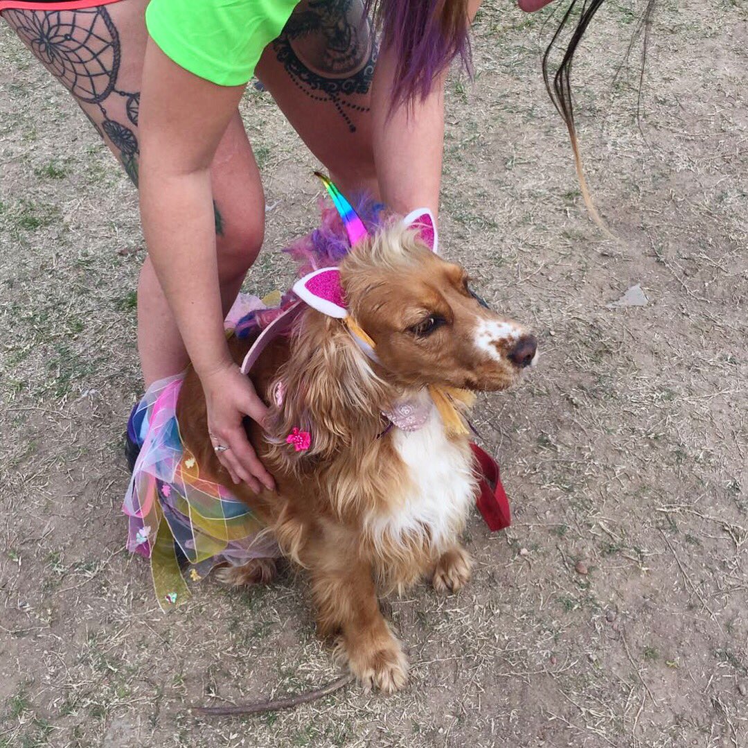 ohmydog_uy's tweet photo. Se fue la primera edición de la #PetRun y #Ohmydog dijo presente! Nos vemos la próxima edición !!! https://t.co/zxRhYHkpki