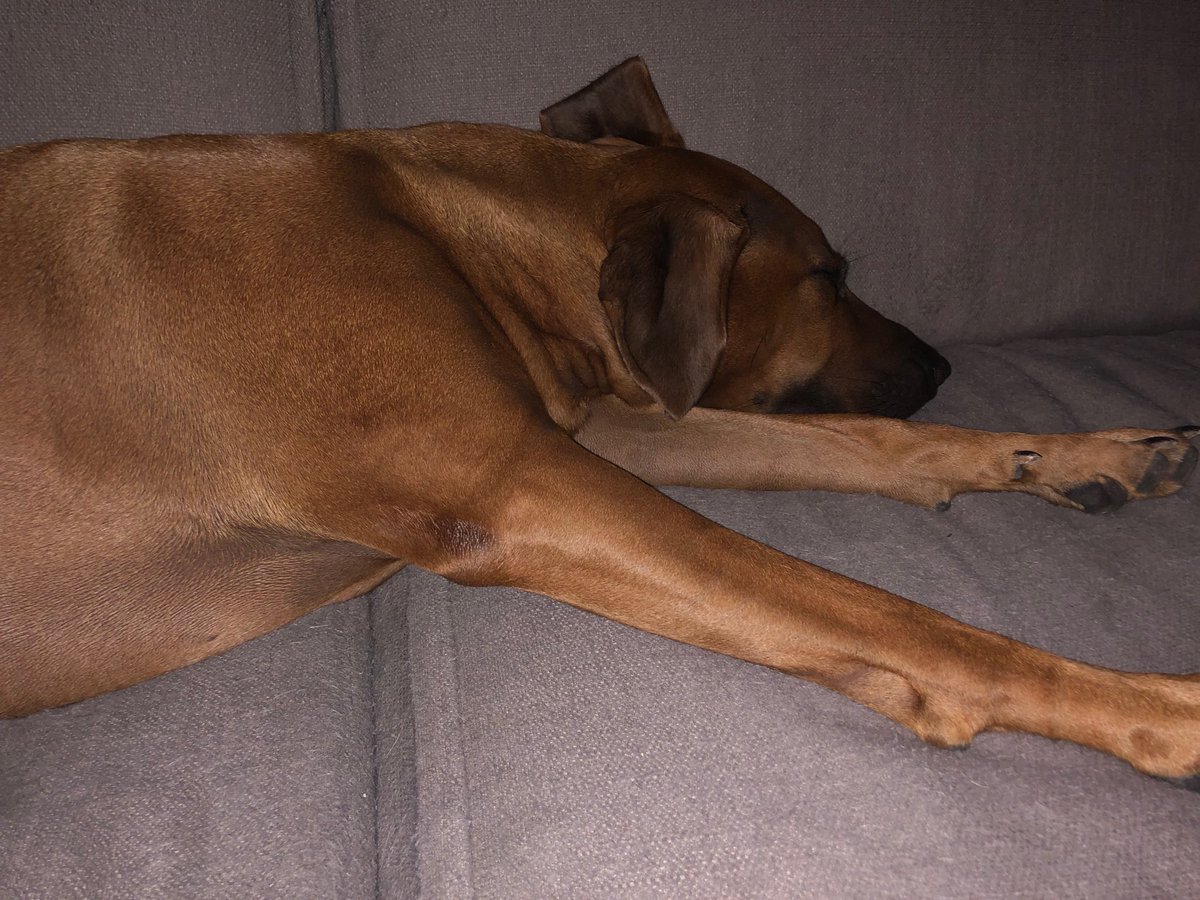 RalfKnegtmans's tweet photo. Easy on a Saturday evening after a day of hard work on our new #managementbook on #leadership in a #digital area. Lazy with my #Ridgeback princess Leia on the couch....😉🌟🙂😊#devroedtenthierry #leadership #consultancy & #executivesearch https://t.co/tsSZrCSkuS