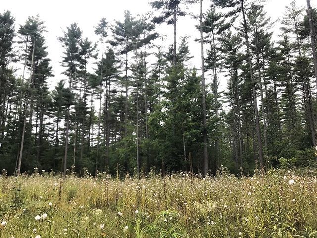 🌲🌸💜 The weather in Upstate NY is amazing today! 60 degrees, slight breeze, low humidity. Perfect for some time on the trails.

Where are you spending your Saturday? ift.tt/2Qgmufn